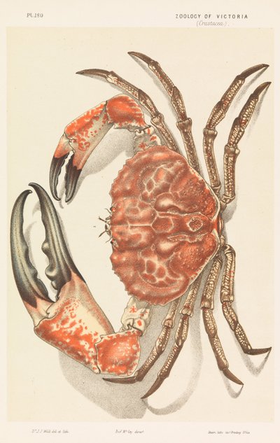 Tasmanian Giant Crab, Pseudocarcinus gigas by John James Wild